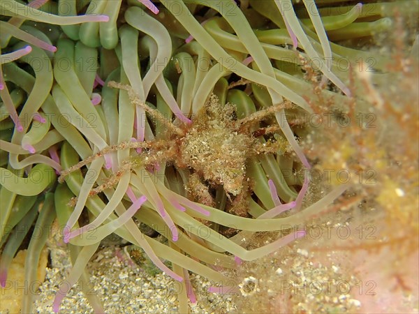 Long-legged ghost crab
