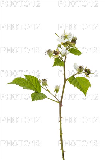 Blackberry