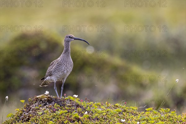 Whimbrel