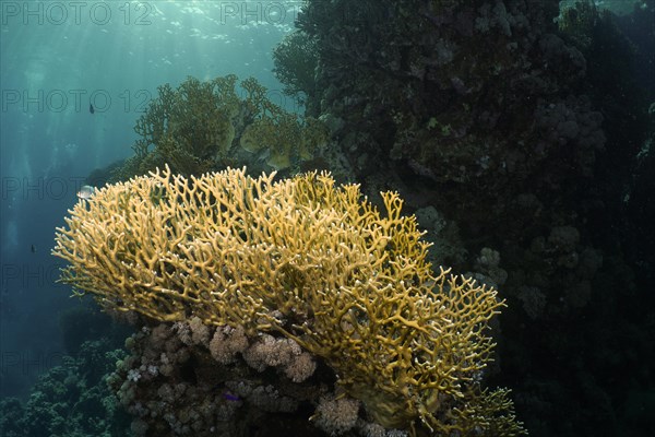 Net fire coral