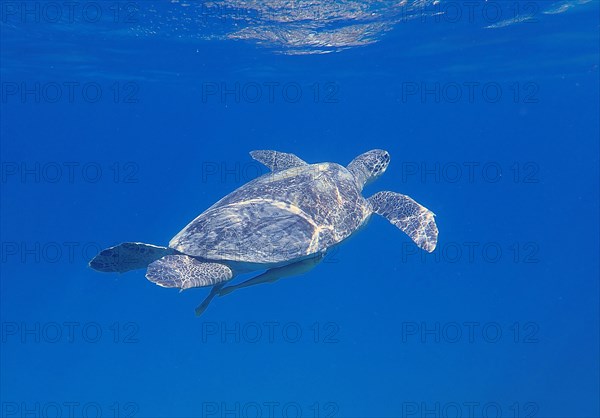 Green turtle
