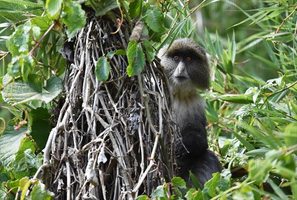 Allens swamp monkey