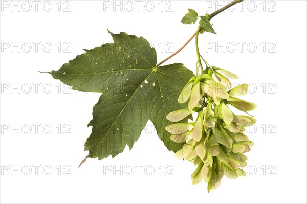Maple