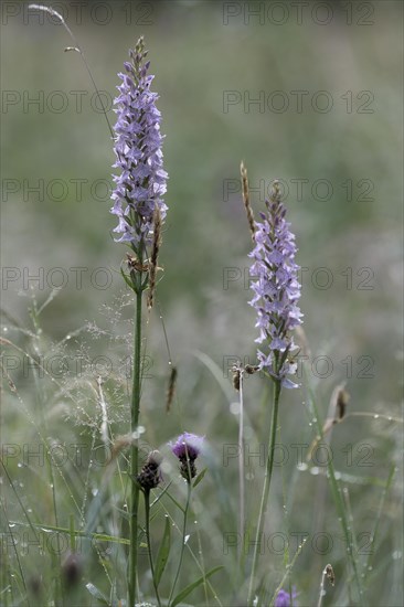 Spotted moorland spotted orchid