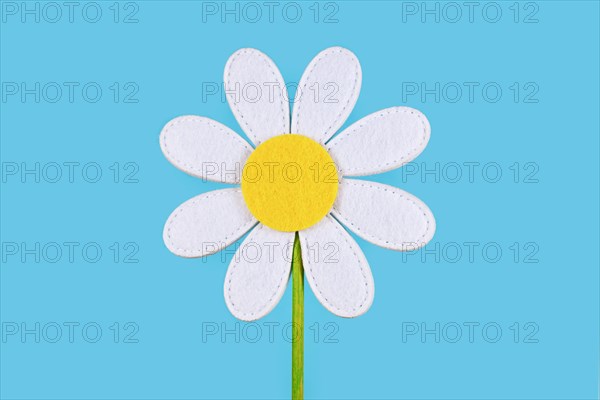 Single felt daisy flower on blue background