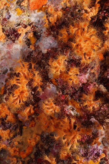 Yellow cluster anemone
