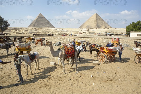 Camelids