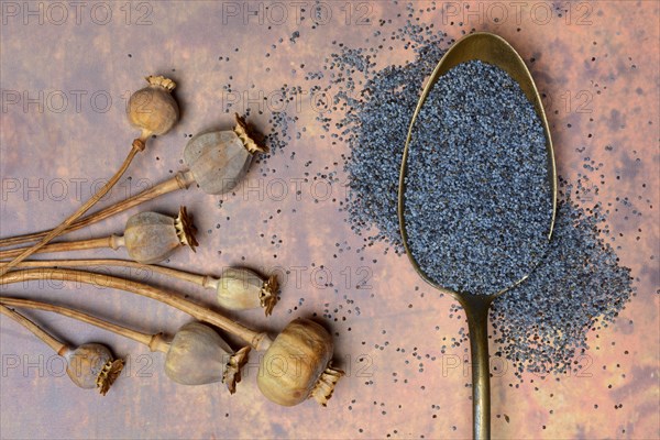 Blue poppy