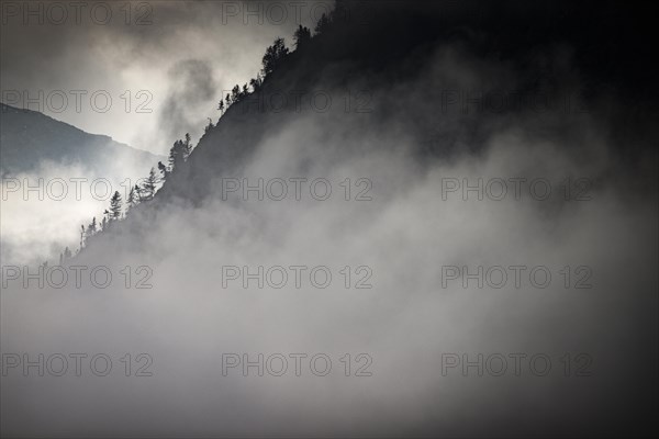 Single trees on rocky ridge in backlight with threatening cloudy sky