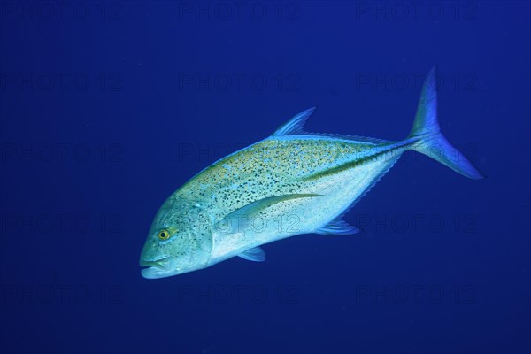 Bluefin trevally