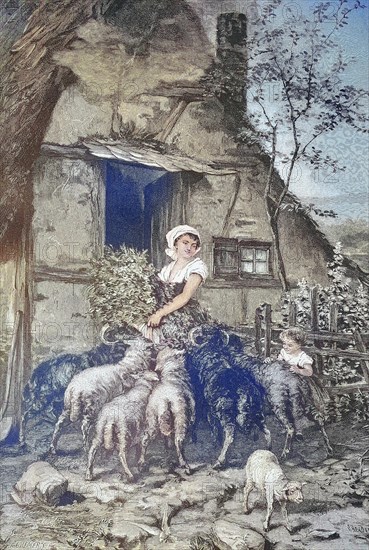 Pushy sheep feeding the animals