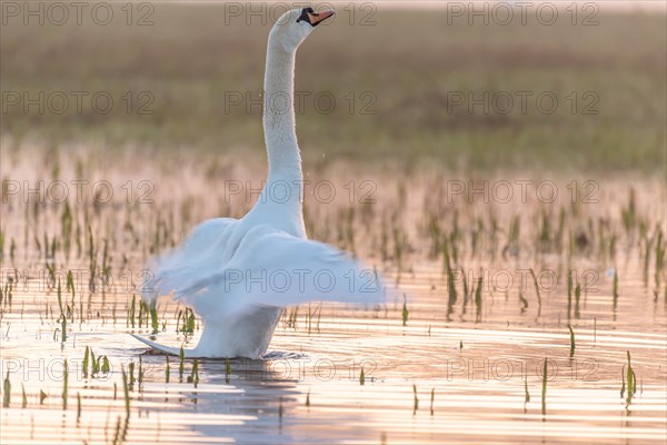 Mute swan