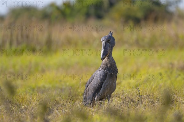 Shoebill