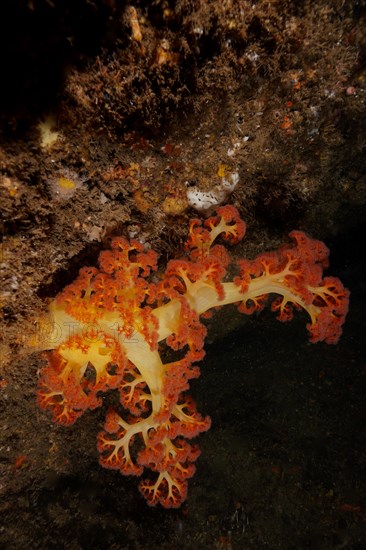 Red tree coral