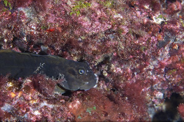 Zebra Blenny