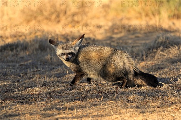 Bat-eared fox