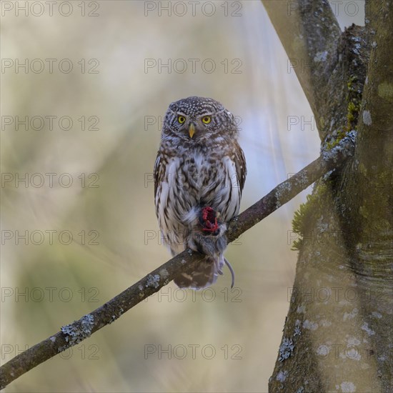 Pygmy Owl