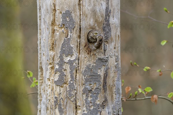 Pygmy Owl