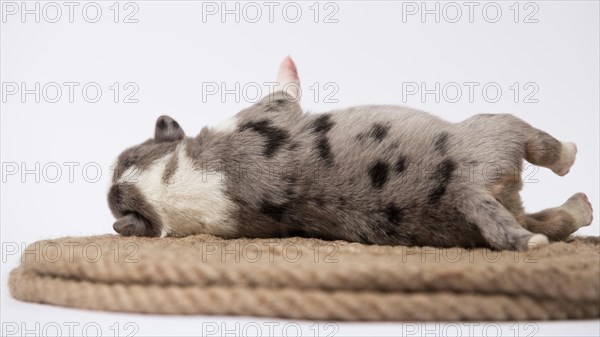 Ten days old excellent puppies of the Welsh Corgi Pembroke