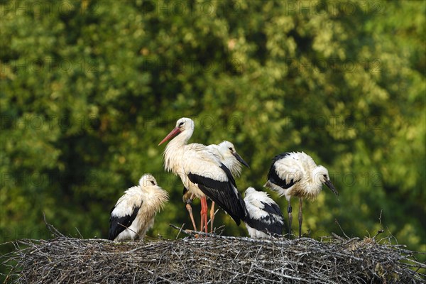 White Stork