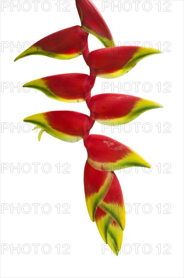 hanging lobster claw