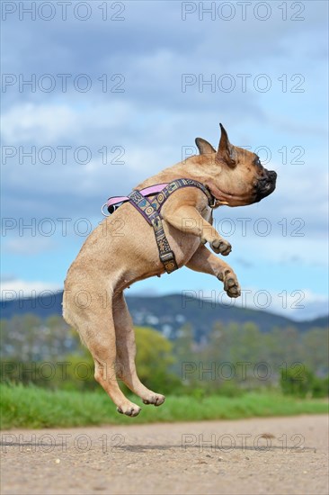Athletic healthy fawn French Bulldog dog jumping high to catch a toy during playing fetch in front of blue sky