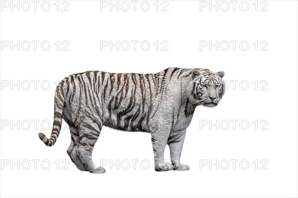 White tiger