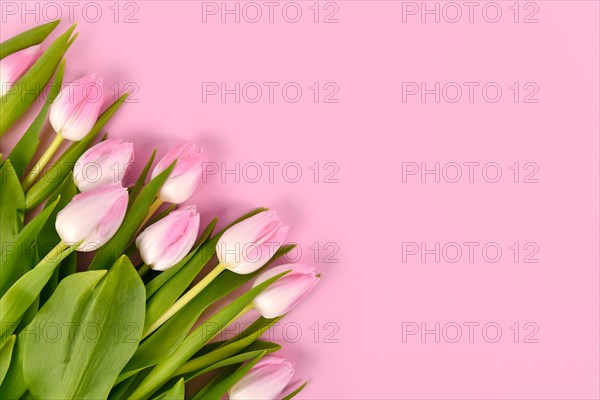 Tulip spring flowers with pink tips in corner of pink background with copy space