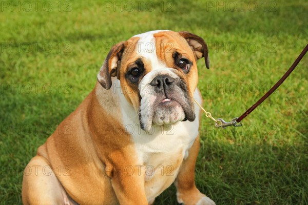 Dog Show. Rybnik