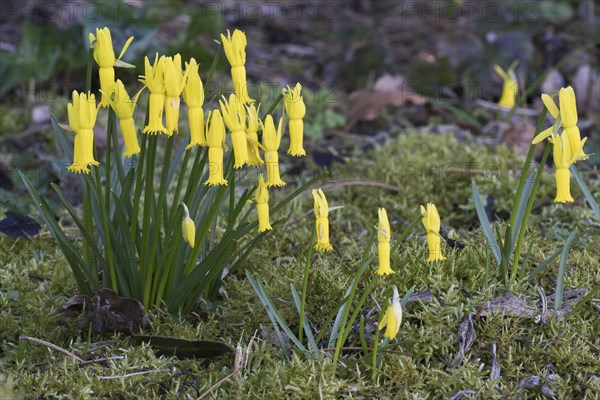 Cyclamen-flowered daffodils
