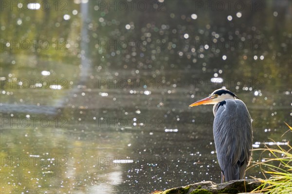 Grey heron