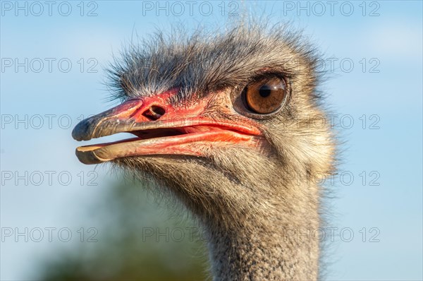 Portrait of a female ostrich on a breeding farm. Alsace