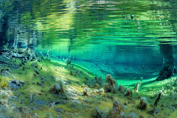 Underwater photo of the spring pool