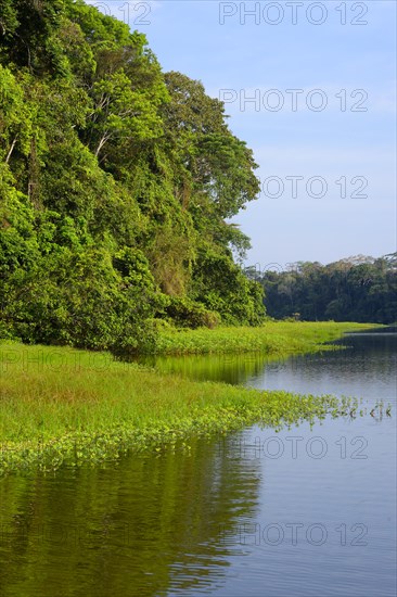 Amazon Tropical Rain Forest at Oxbow Lake