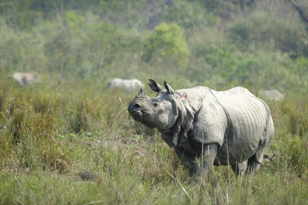 Indian Rhino