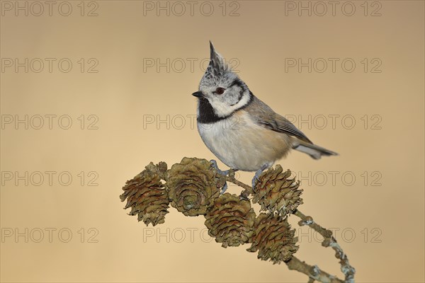 Crested Tit