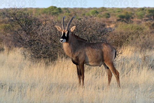 Roan antelope