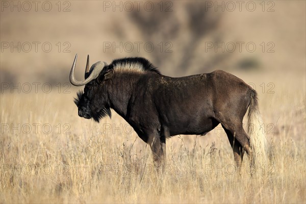White-tailed gnu