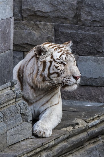 White tiger