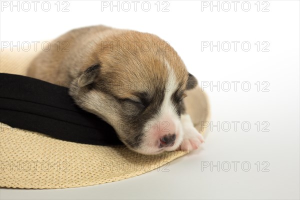 Ten days old puppies of the Welsh Corgi Pembroke