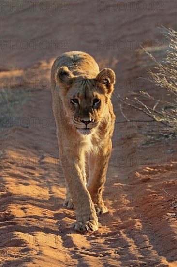 Lion