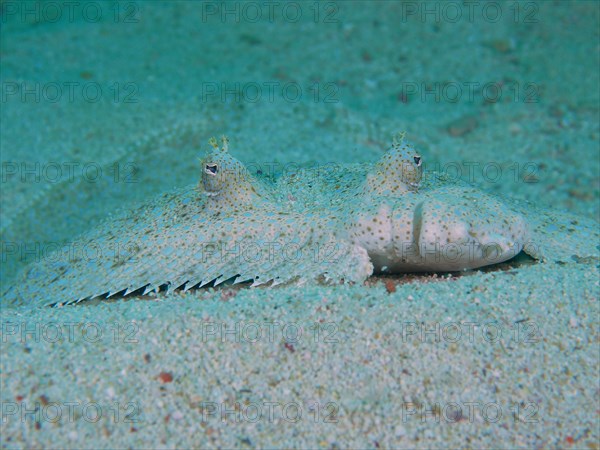 Portrait of peacock flounder