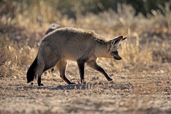 Bat-eared fox