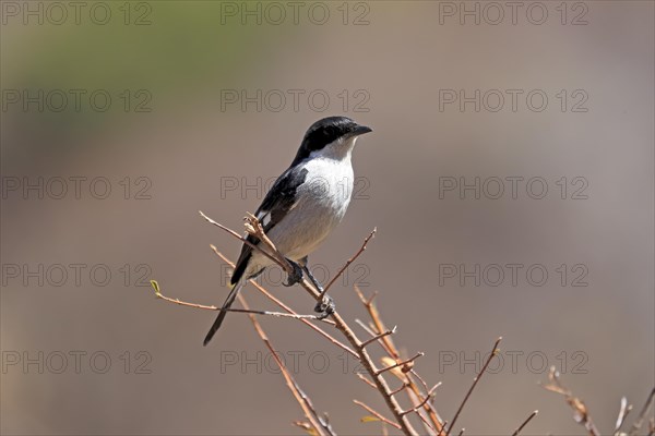 Shrike Flycatcher