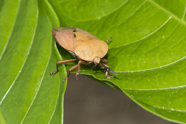 Giant shield bug