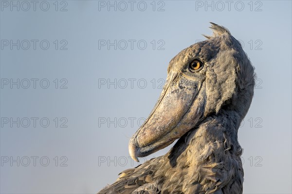 Shoebill
