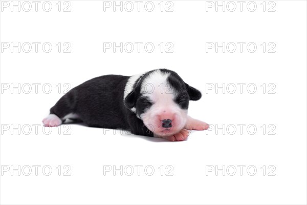 Ten days old excellent puppies of the Welsh Corgi Pembroke