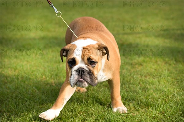 Dog Show. Rybnik