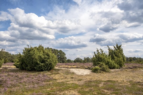 Buurserzand Nature Reserve