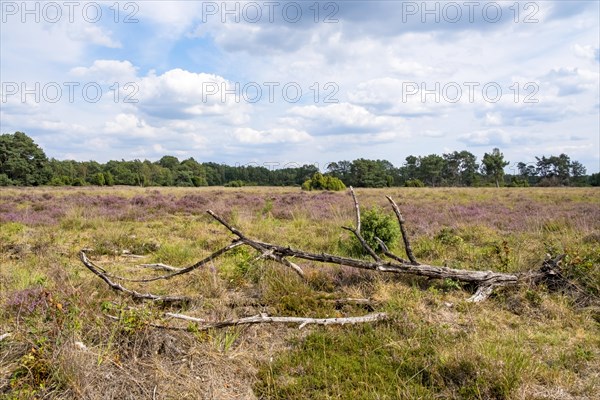 Buurserzand Nature Reserve